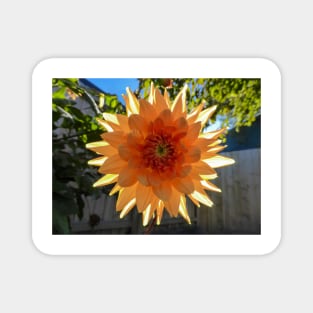 A Back-lit Orange Dahlia Magnet