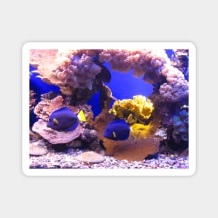 Aquarium. Eilat. Israel. Magnet