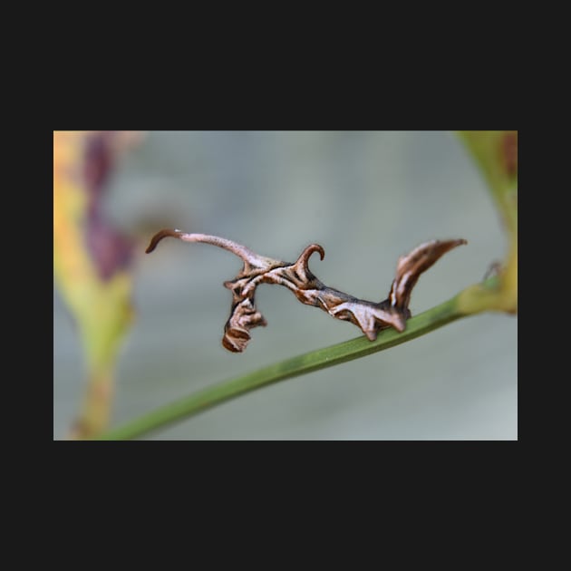 Curved  lined Owlet caterpillar by ToniaDelozier