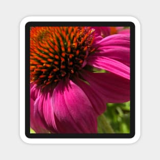 Fly with Pink Echinacea Magnet