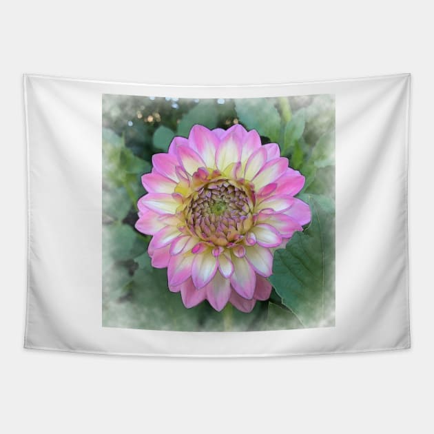 Dahlia Bloom Of Soft Bright Pink, Yellow And White Tapestry by KirtTisdale