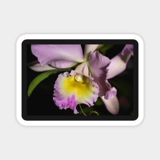 Cattleya Orchid in Closeup Magnet