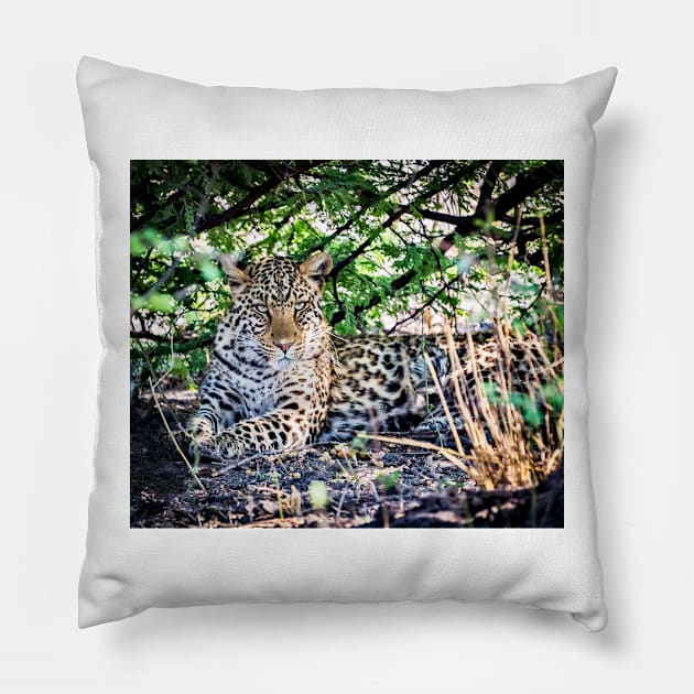 Female Leopard Shelters From Sun Pillow by GrahamPrentice