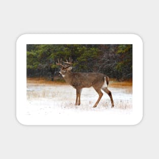 Buck in Snow - White-tailed Deer Magnet