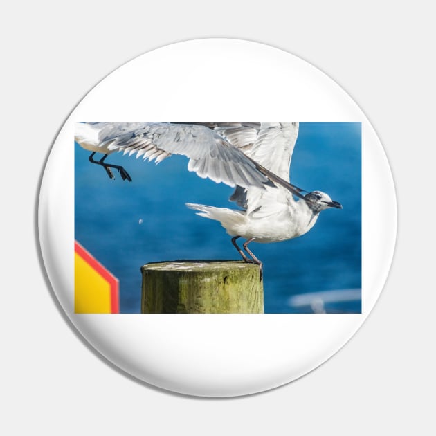 Fighting gull Pin by KensLensDesigns