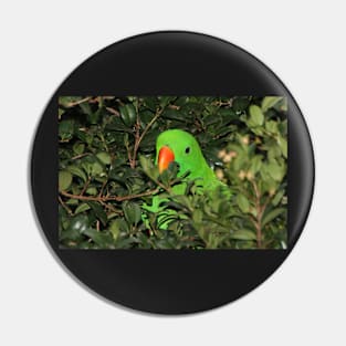 Hiding Out - Male Eclectus Parrot #2 Pin