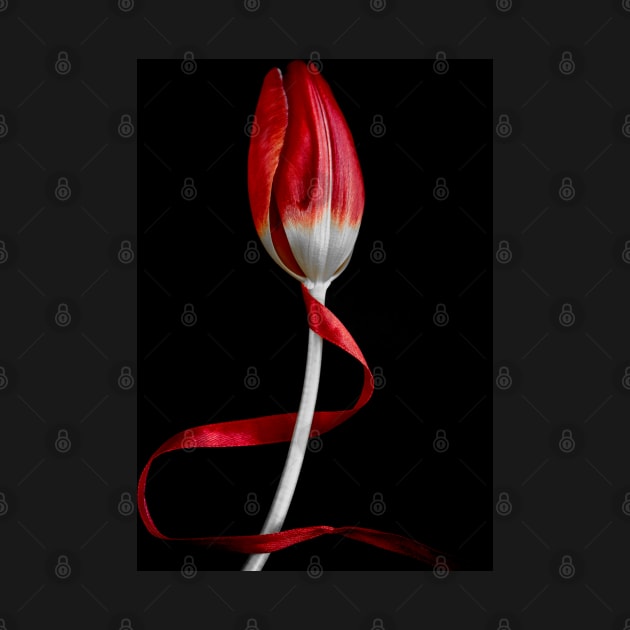 Red Tulip by David Lichtneker