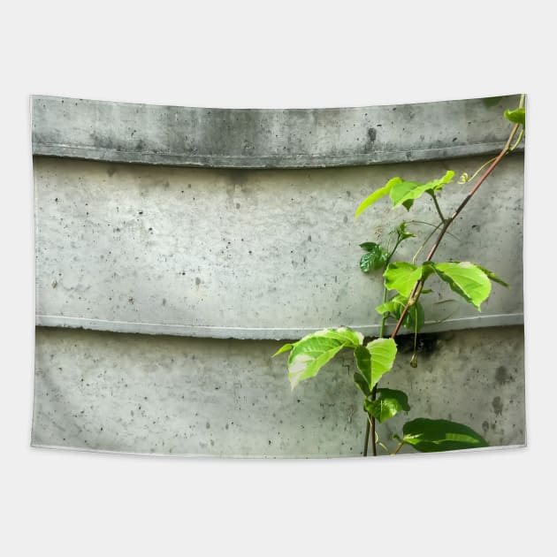 Vine of Betel plant growing up on the cement wall Tapestry by FOGSJ