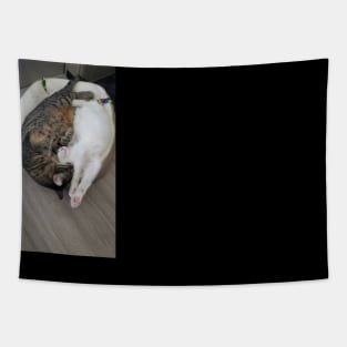 Real cat ying yang Tapestry