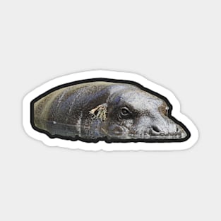 Pygmy Hippo Magnet