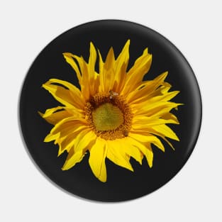 Sunflower at Magpie Springs by Avril Thomas Pin