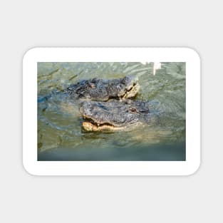 Double trouble with Alligators Magnet