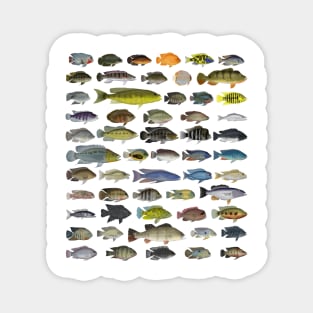 Cichlid Group Magnet