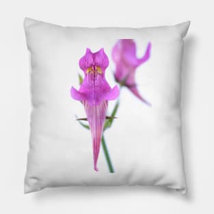 Linaria triornithophora  Three birds toadflax Pillow