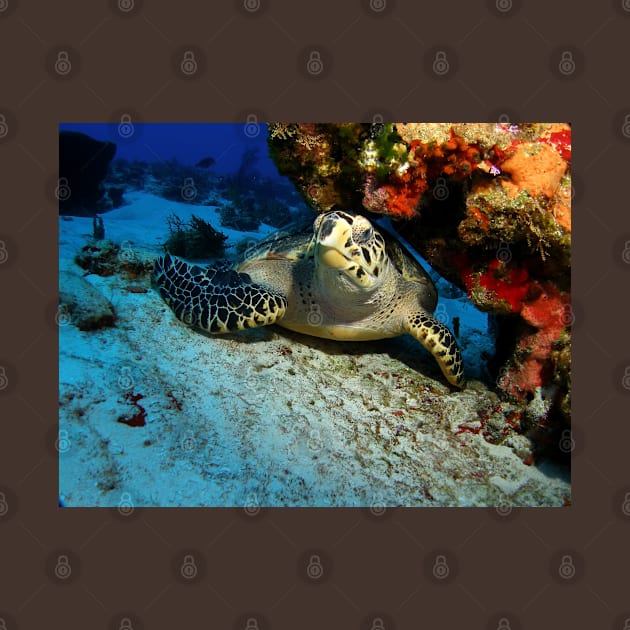 Hawksbill Turtle Under A Coral Ledge by jbbarnes