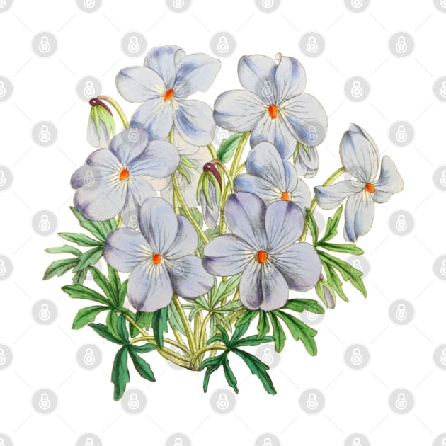 A Bouquet of Violets Vintage Botanical Illustration by Biophilia