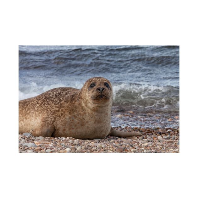 A common seal at Portgordon Scotland - 2 by dianecmcac