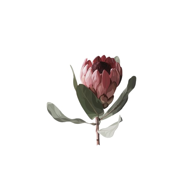 Protea flower by cait-shaw