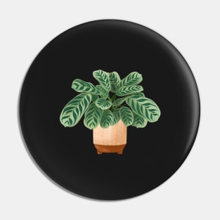 Calathea Burle-Marxii Amabilis, Calathea Plant Illustration Pin