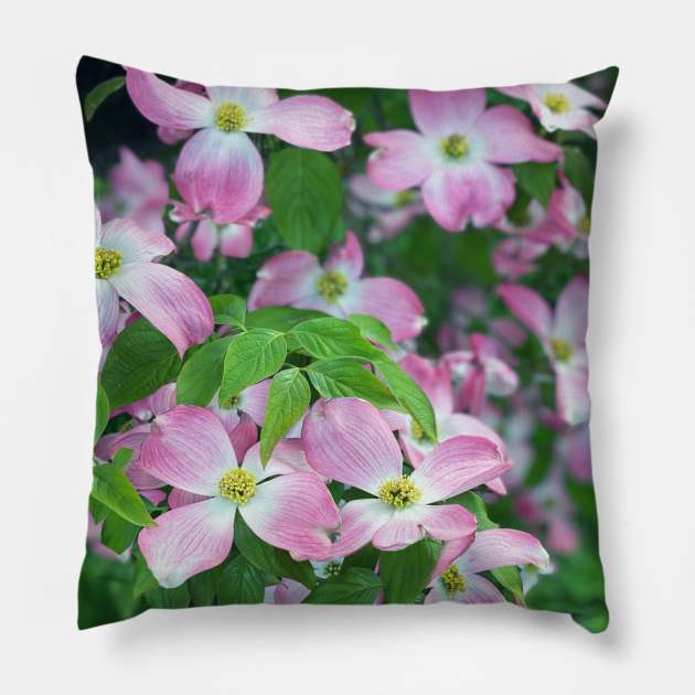 Dogwood Flowers in Spring Pillow by Nicholas Lee