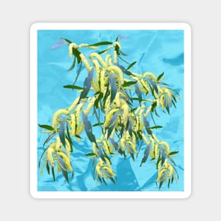 Beautiful Australian Wattle blooms against a textured blue background Magnet