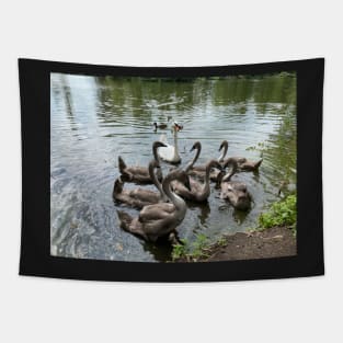 Swan swans Tapestry