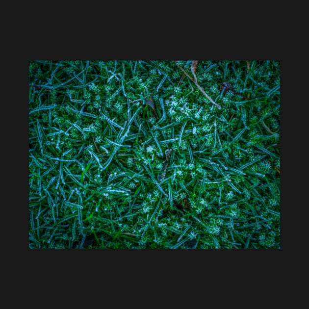 Frosty Grass by mrdoomits