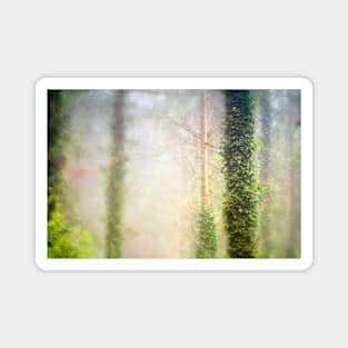 Ivy covered trees Magnet