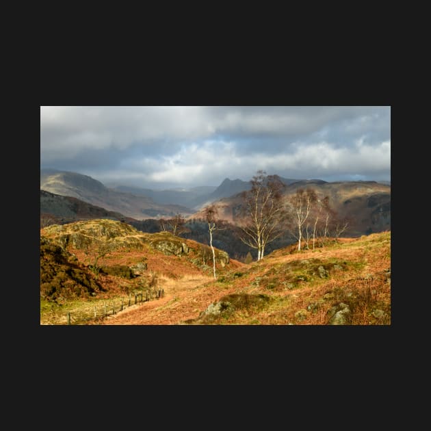 Silver Birches of Holme Fell by jldunbar