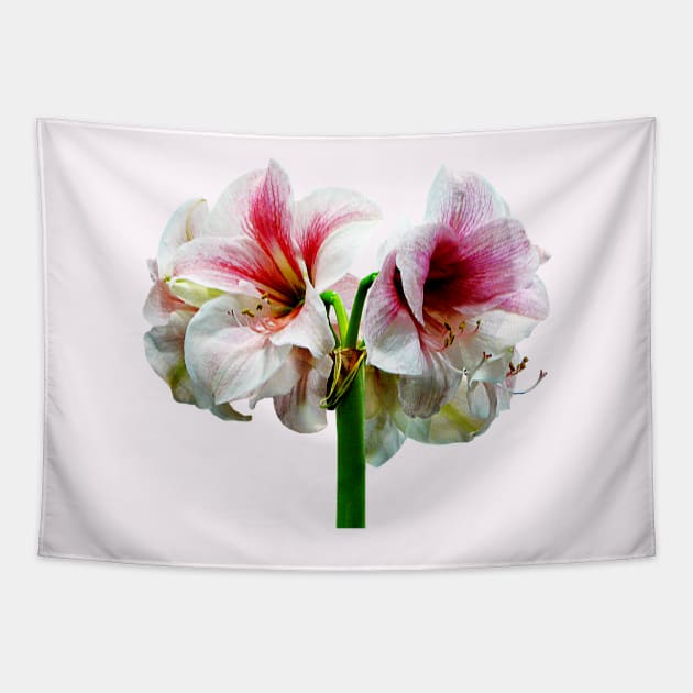 Amaryllis Novella Tapestry by SusanSavad