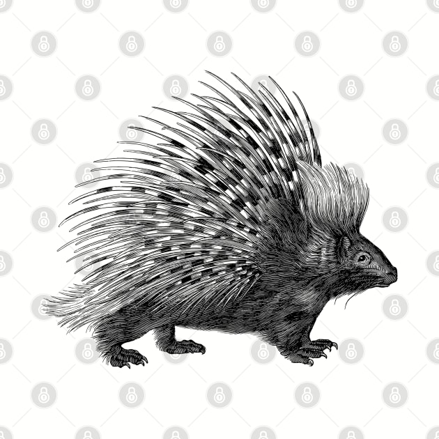 Vintage Porcupine Illustration by AltrusianGrace