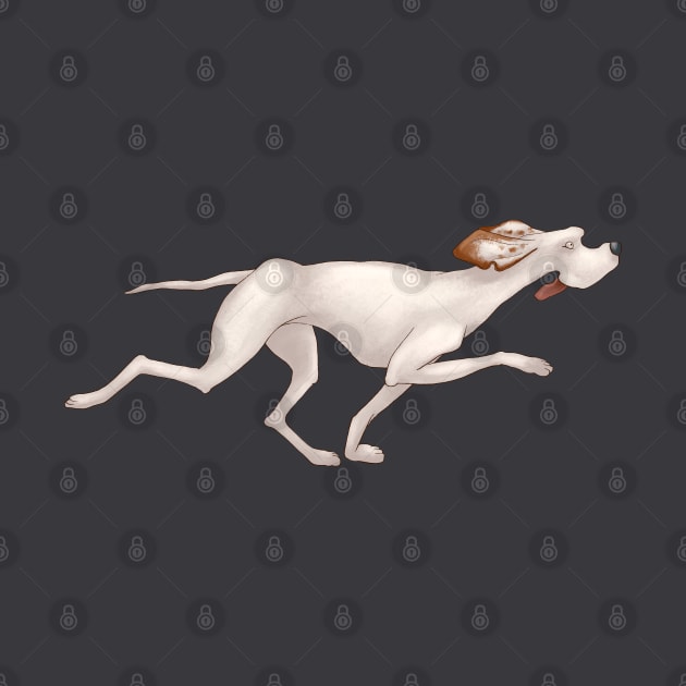 White hound dog is running. Hunting Pointer by kacia