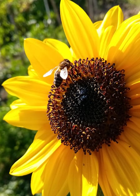 Sunflower and honeybee Kids T-Shirt by Gaspar Avila