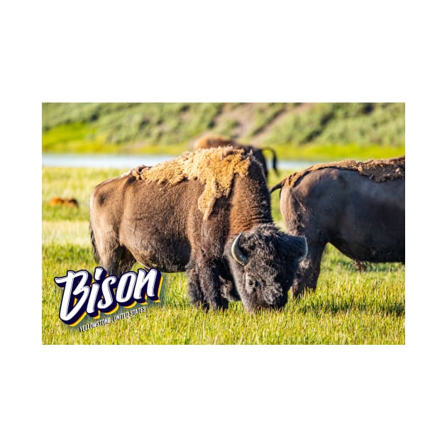 Bison at Yellowstone by Gestalt Imagery