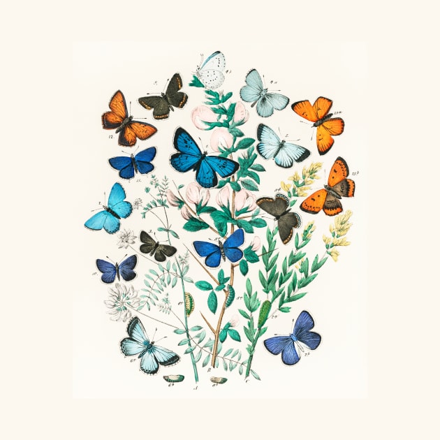 A kaleidoscope of fluttering butterflies and caterpillars (1882) by WAITE-SMITH VINTAGE ART