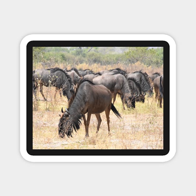 A herd of Wildebeest Magnet by Steves-Pics