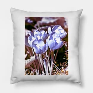 Crocus Infrared Pillow