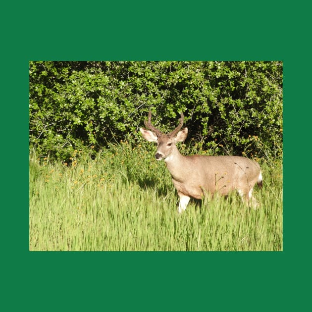 Mule deer, wildlife, Woodland King by sandyo2ly