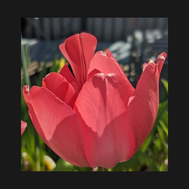 Red Tulip 3 by AustaArt