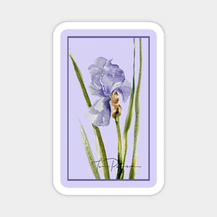 Lavender Purple Blue Iris Watercolor Magnet