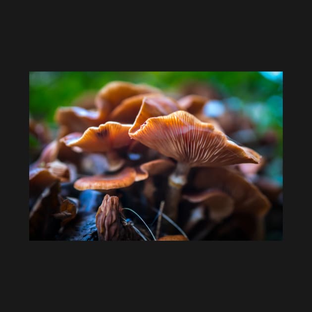 Honey mushrooms cluster by naturalis