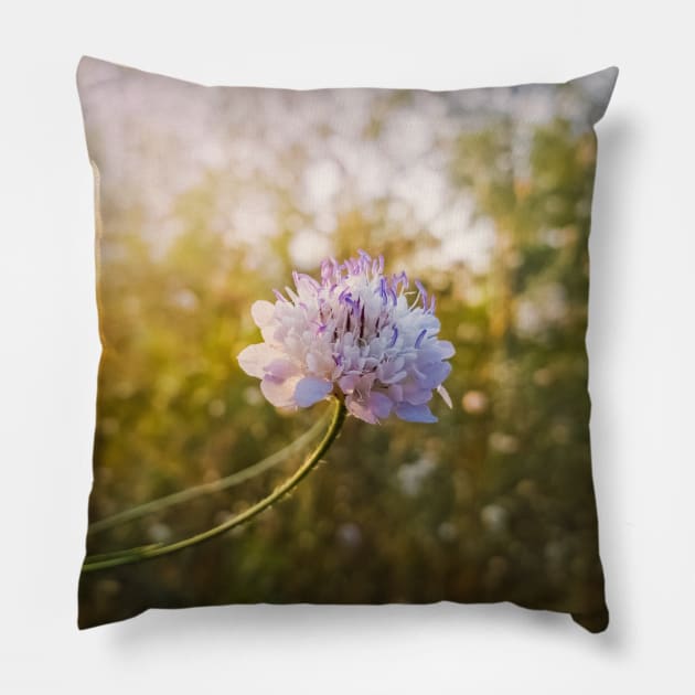 Knautia arvensis Pillow by psychoshadow