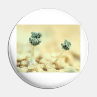 Mold under the microscope Pin