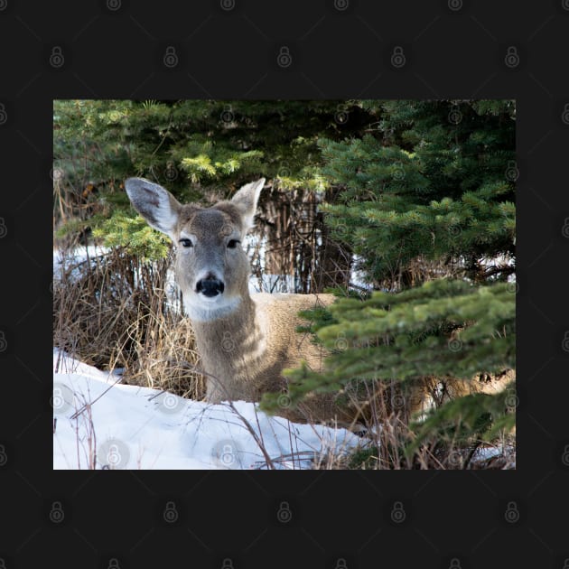 White tailed deer by CanadianWild418