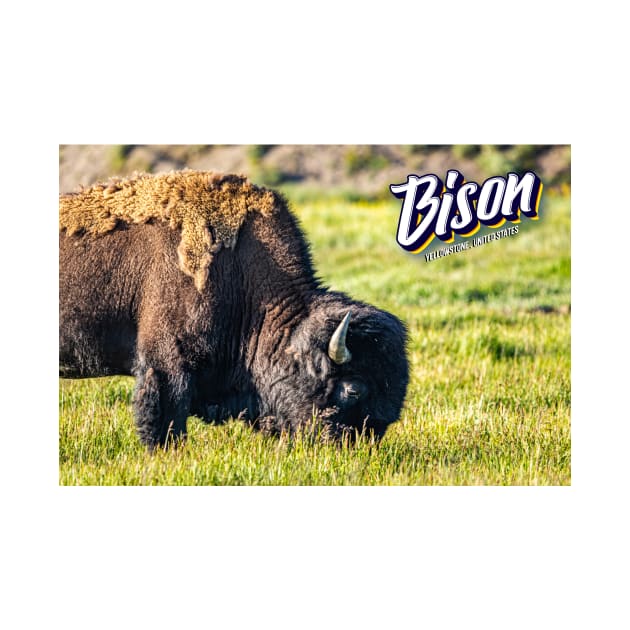 Bison at Yellowstone by Gestalt Imagery