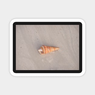 Seashell Magnet