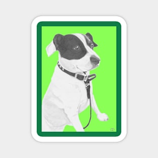 Jack Russell Crossbreed in green Magnet