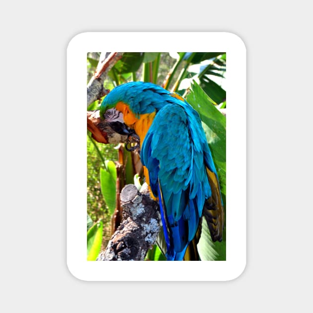 Macaw Parrot Yellow And Blue Bird Magnet by AndyEvansPhotos