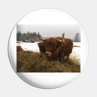 Scottish Highland Cattle Cow and Calf 1864 Pin