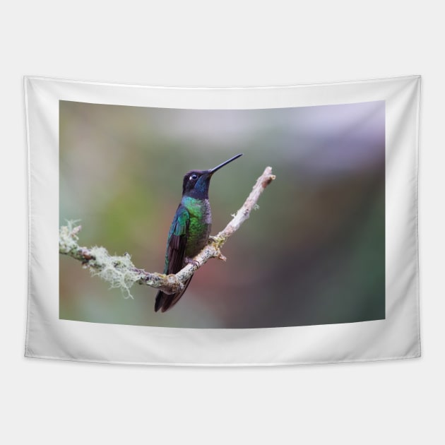 Magnificent hummingbird - Costa Rica Tapestry by Jim Cumming